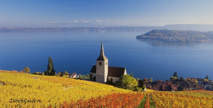 Vineyards above Lake Biel with the island in the water